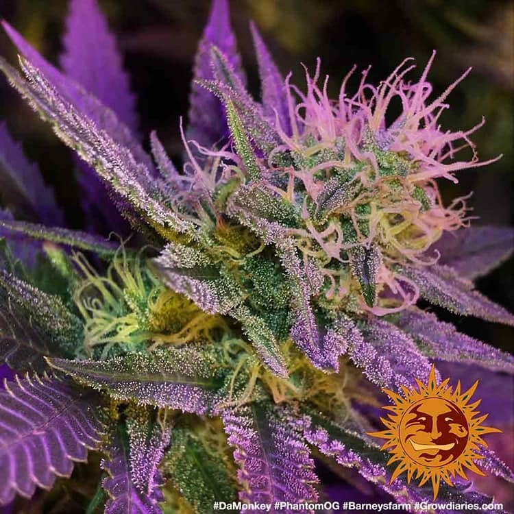 Barney's Farm - Phantom OG (fem.)