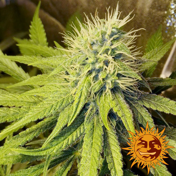 Barney's Farm - Pineapple Chunk (fem.)