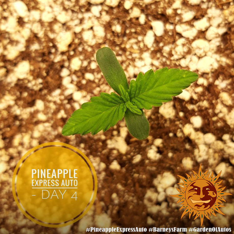 Barney's Farm - Pineapple Express Auto (auto/fem.)