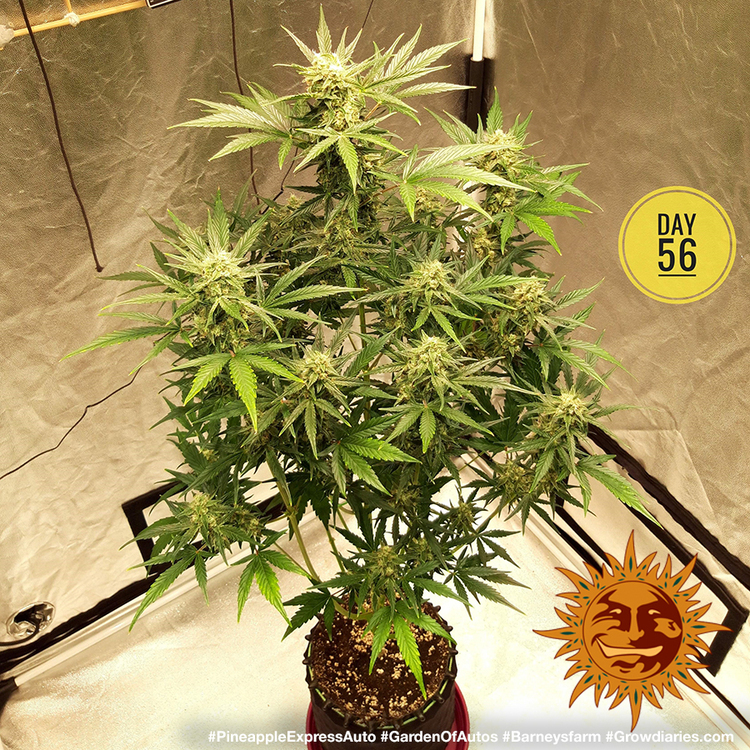Barney's Farm - Pineapple Express Auto (auto/fem.)
