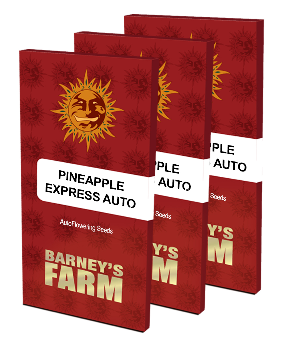 Barney's Farm - Pineapple Express Auto (auto/fem.)