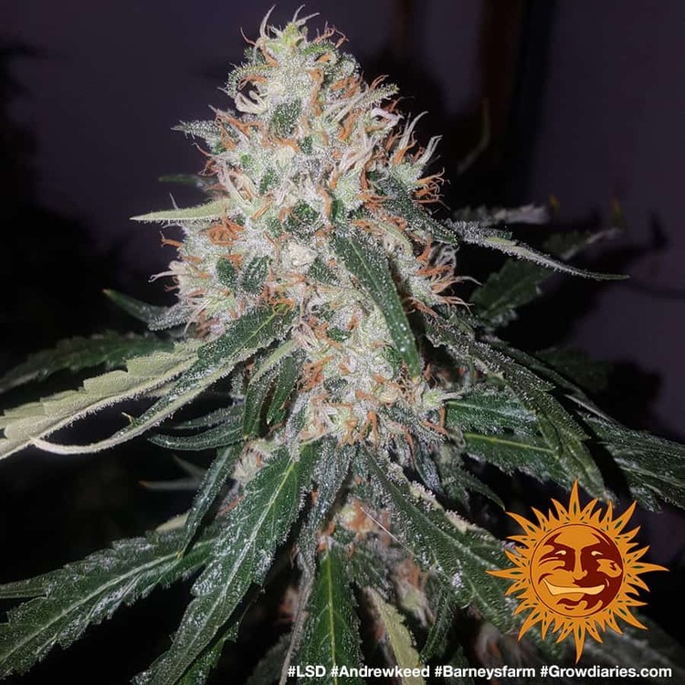 Barney's Farm - LSD (fem.)
