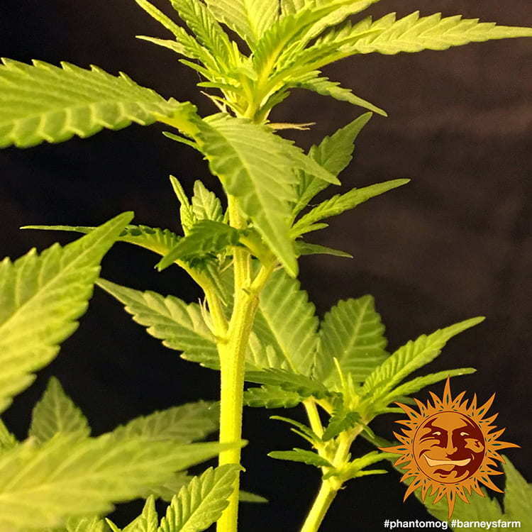 Barney's Farm - Phantom OG (fem.)