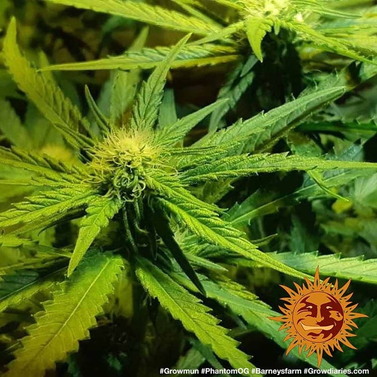 Barney's Farm - Phantom OG (fem.)