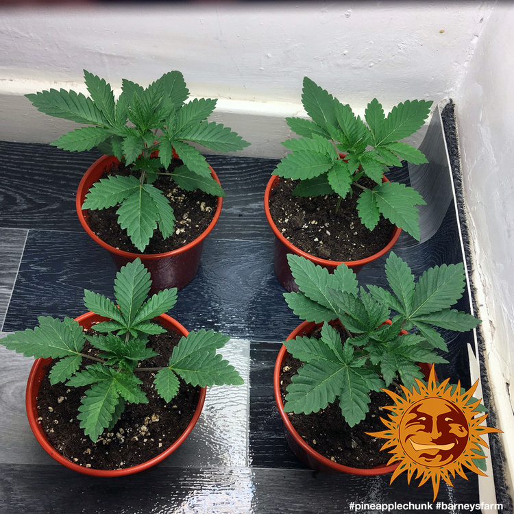 Barney's Farm - Pineapple Chunk (fem.)