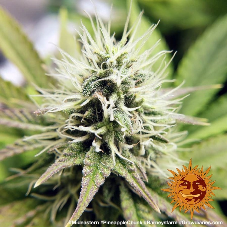 Barney's Farm - Pineapple Chunk (fem.)