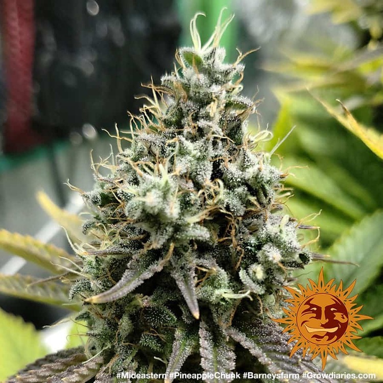 Barney's Farm - Pineapple Chunk (fem.)