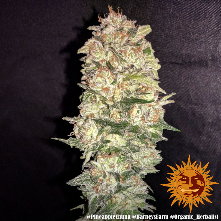 Barney's Farm - Pineapple Chunk (fem.)