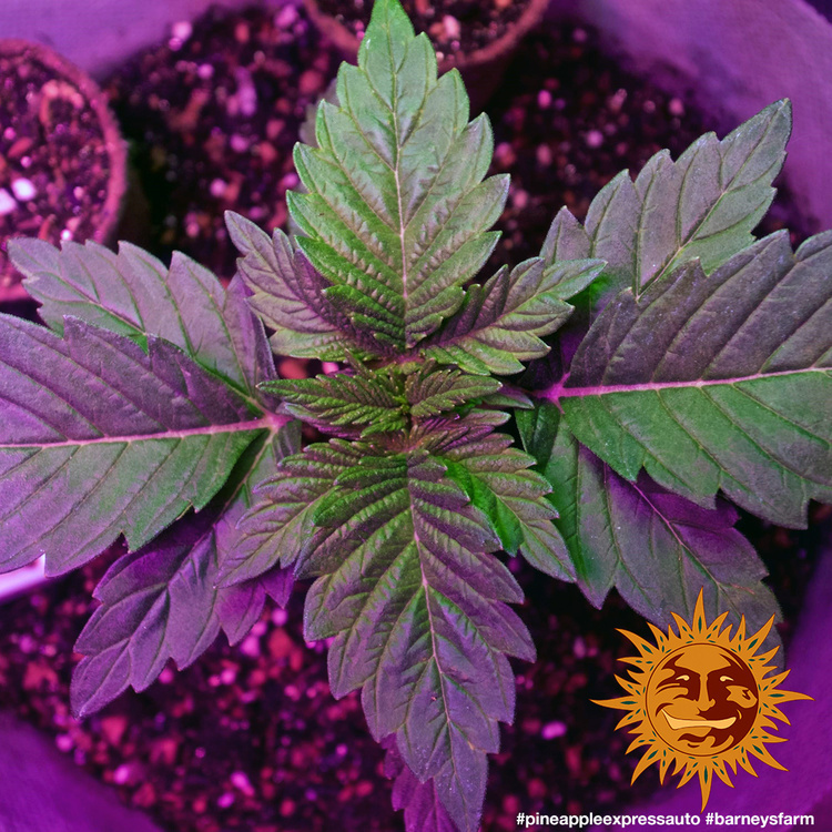 Barney's Farm - Pineapple Express Auto (auto/fem.)