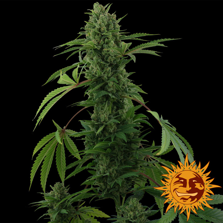 Barney's Farm - Pineapple Express Auto (auto/fem.)