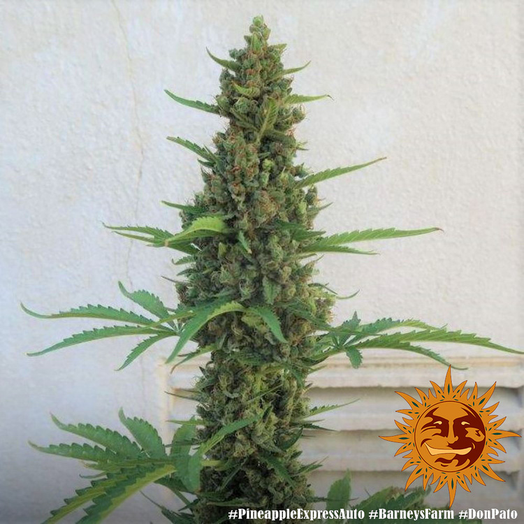 Barney's Farm - Pineapple Express Auto (auto/fem.)