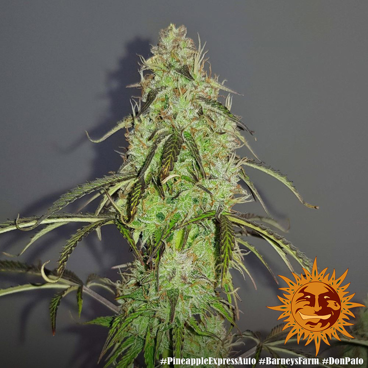 Barney's Farm - Pineapple Express Auto (auto/fem.)