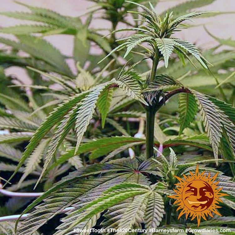 Barney's Farm - Sweet Tooth (fem.)