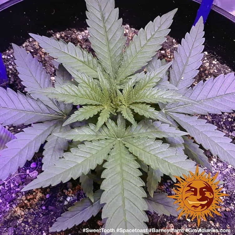 Barney's Farm - Sweet Tooth (fem.)
