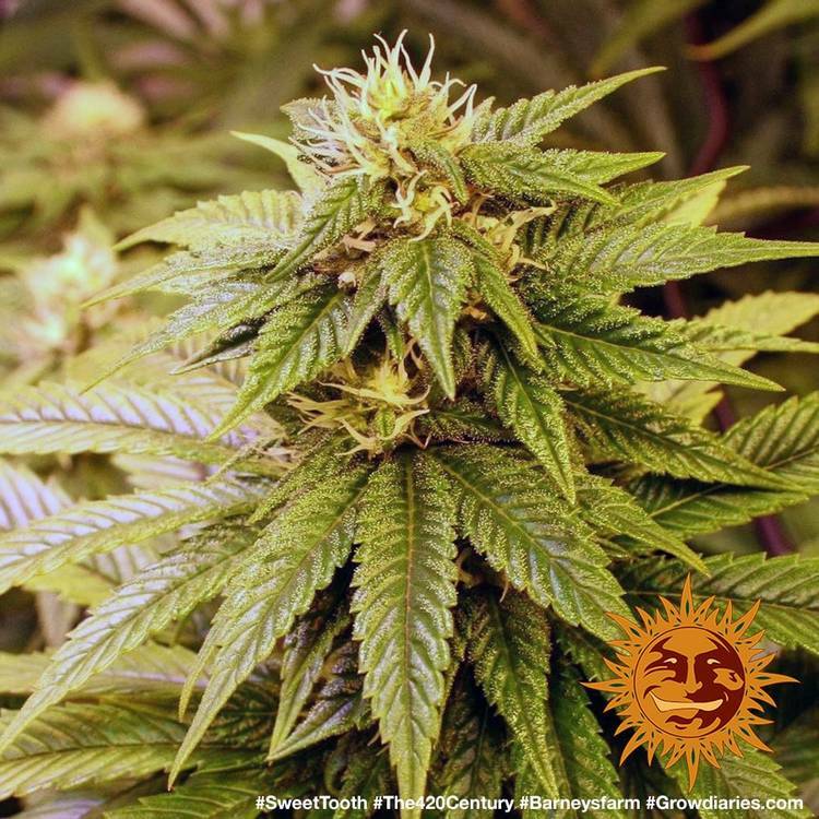 Barney's Farm - Sweet Tooth (fem.)