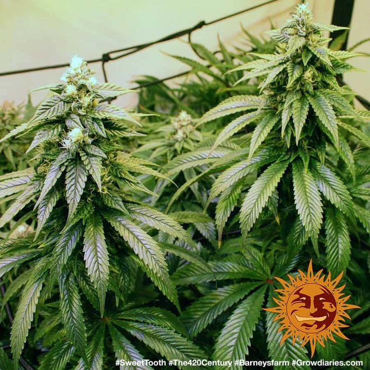 Barney's Farm - Sweet Tooth (fem.)