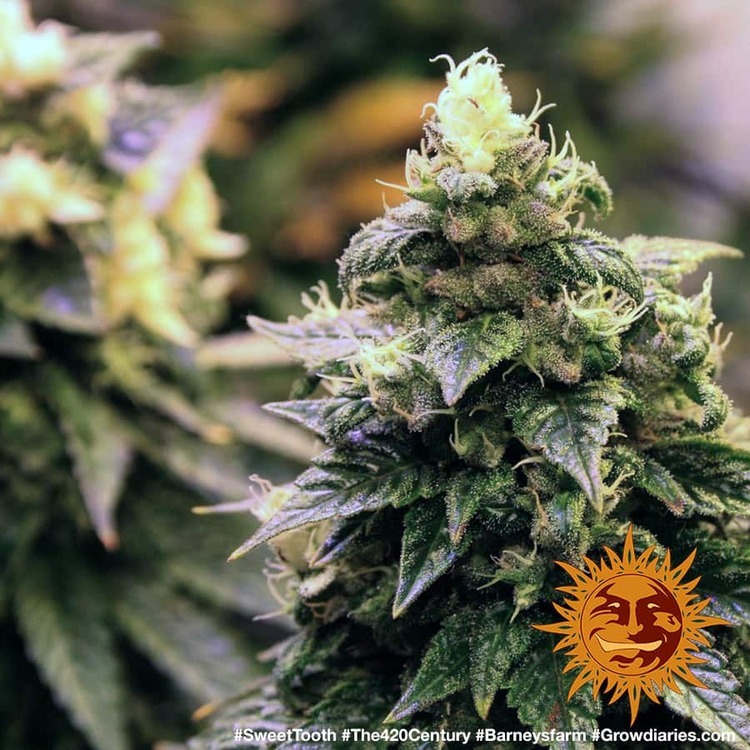 Barney's Farm - Sweet Tooth (fem.)