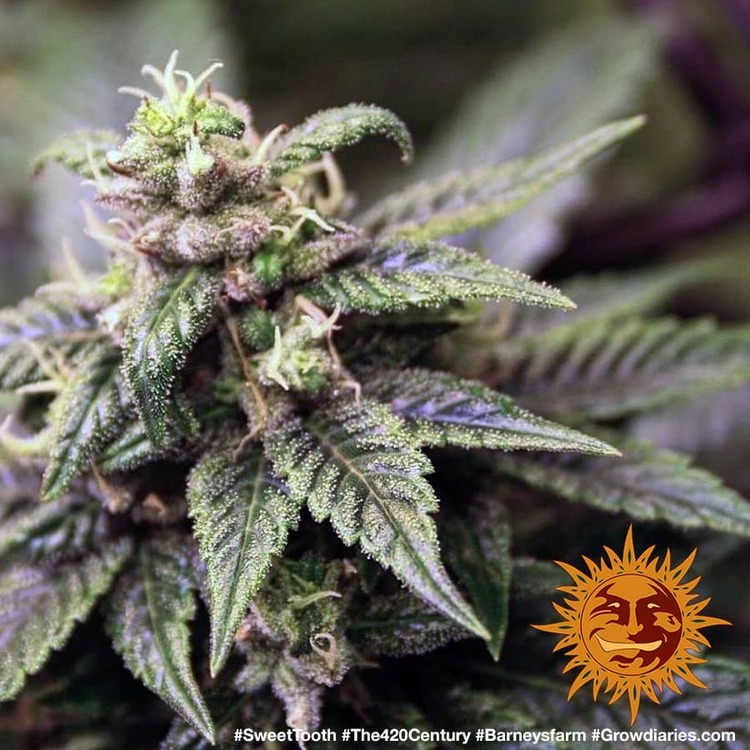 Barney's Farm - Sweet Tooth (fem.)