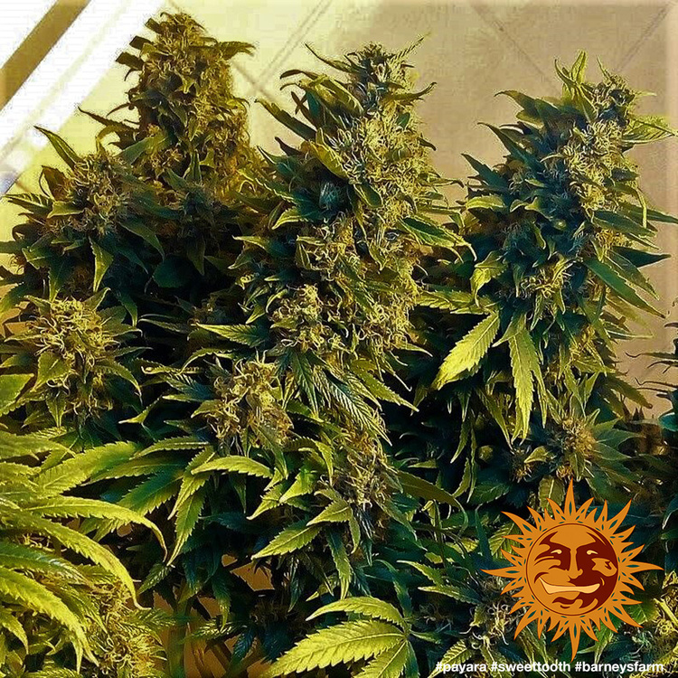 Barney's Farm - Sweet Tooth (fem.)