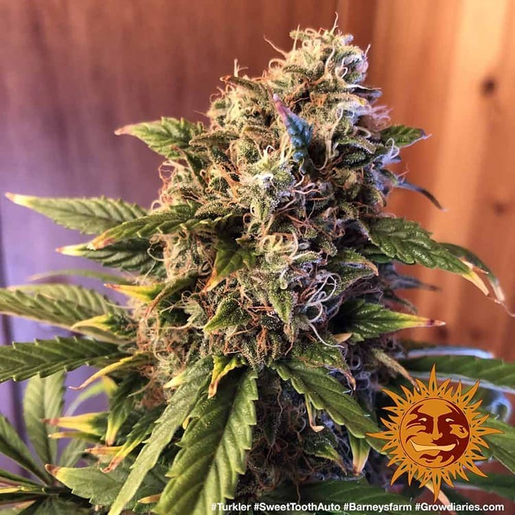 Barney's Farm - Sweet Tooth Auto (auto/fem.)