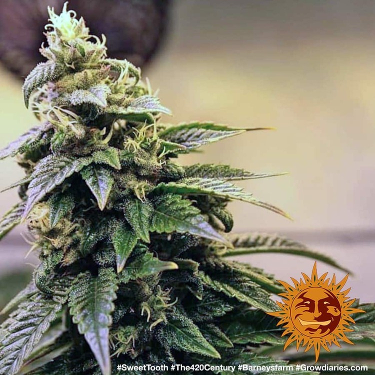Barney's Farm - Sweet Tooth (fem.)