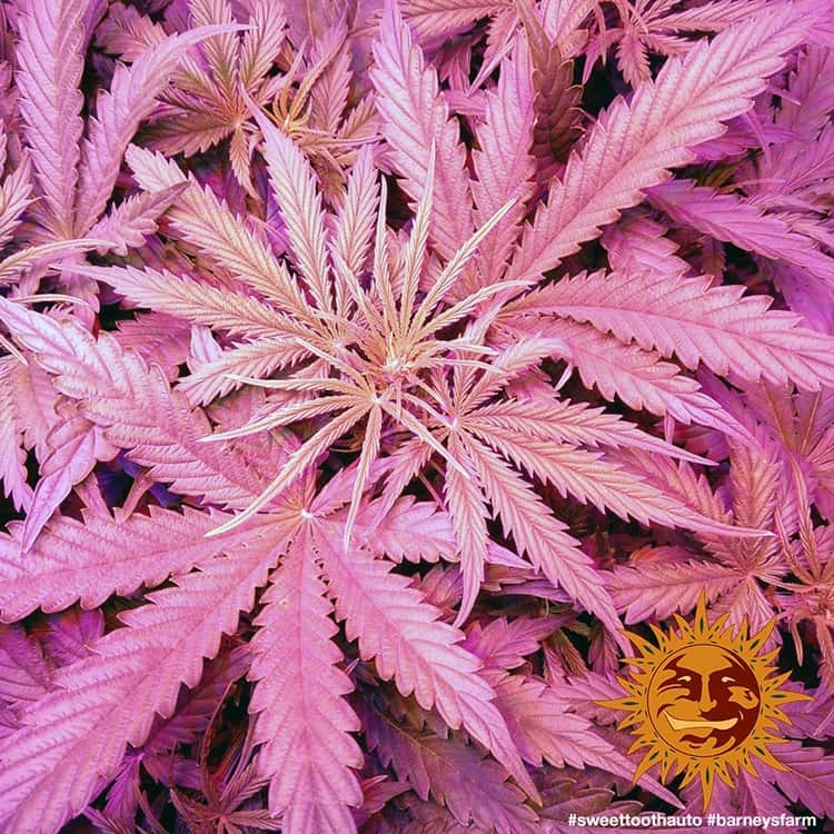 Barney's Farm - Sweet Tooth Auto (auto/fem.)