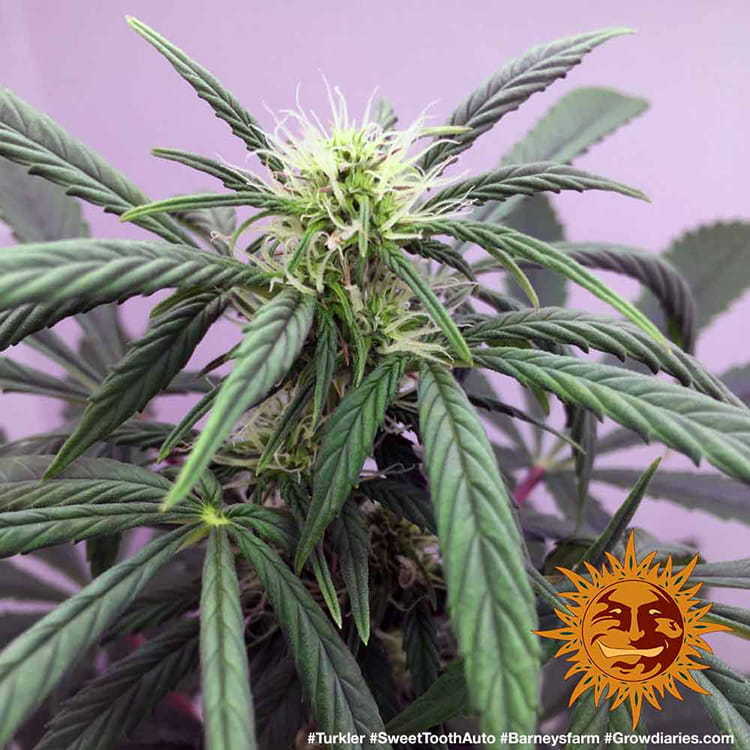 Barney's Farm - Sweet Tooth Auto (auto/fem.)