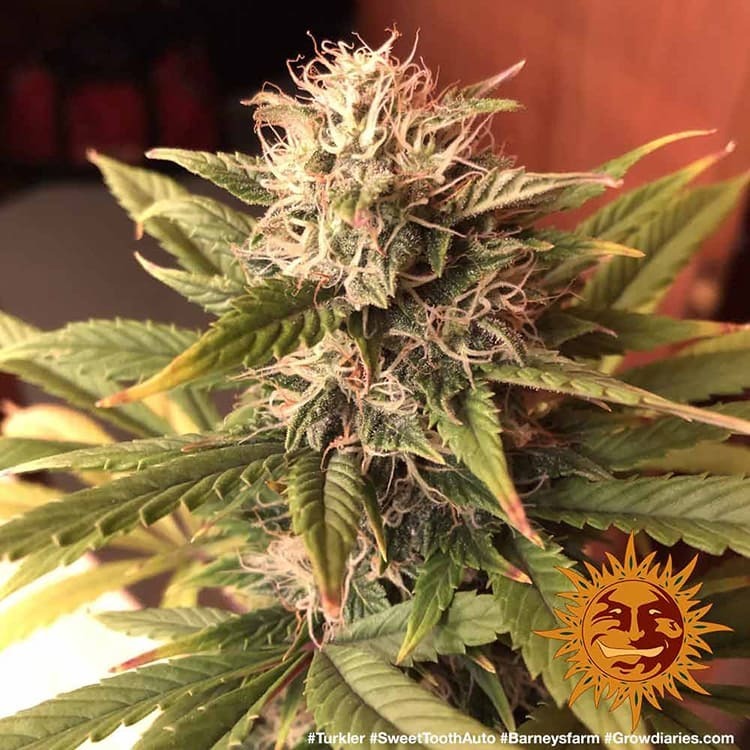 Barney's Farm - Sweet Tooth Auto (auto/fem.)