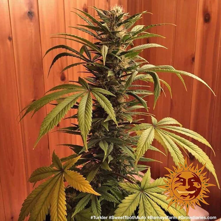 Barney's Farm - Sweet Tooth Auto (auto/fem.)