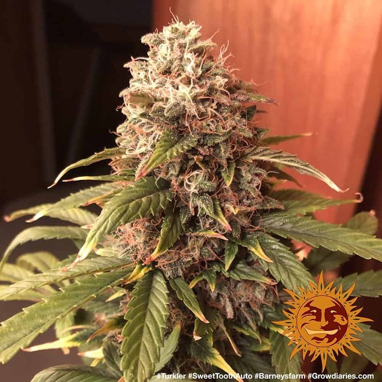 Barney's Farm - Sweet Tooth Auto (auto/fem.)