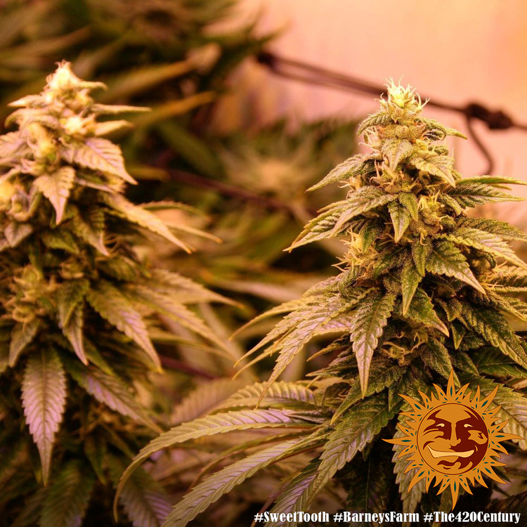 Barney's Farm - Sweet Tooth (fem.)