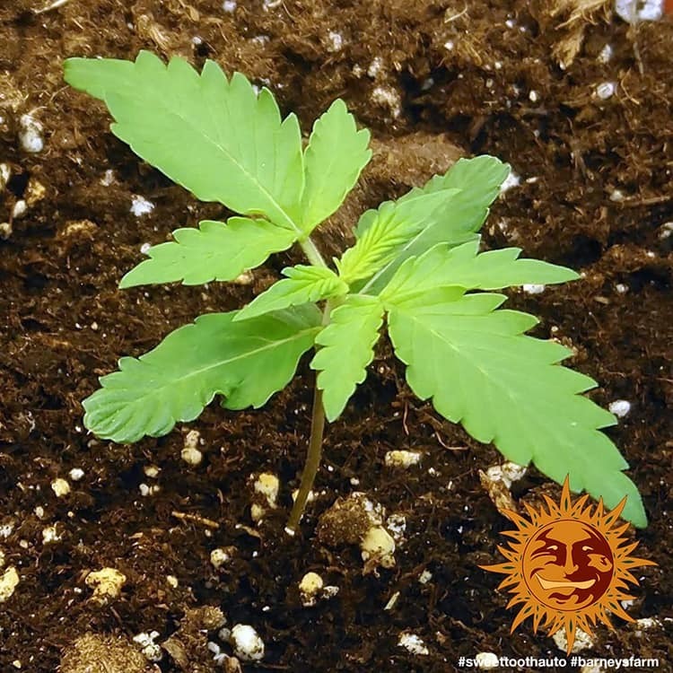 Barney's Farm - Sweet Tooth Auto (auto/fem.)