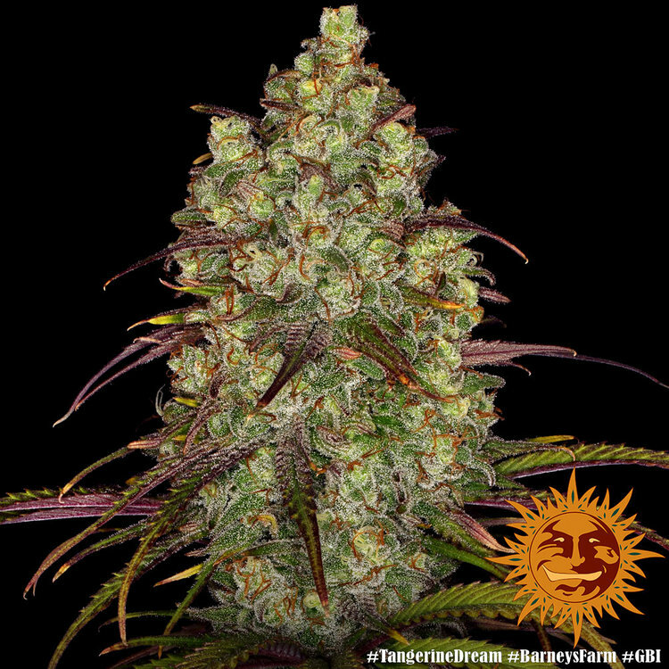Barney's Farm - Tangerine Dream (fem.)