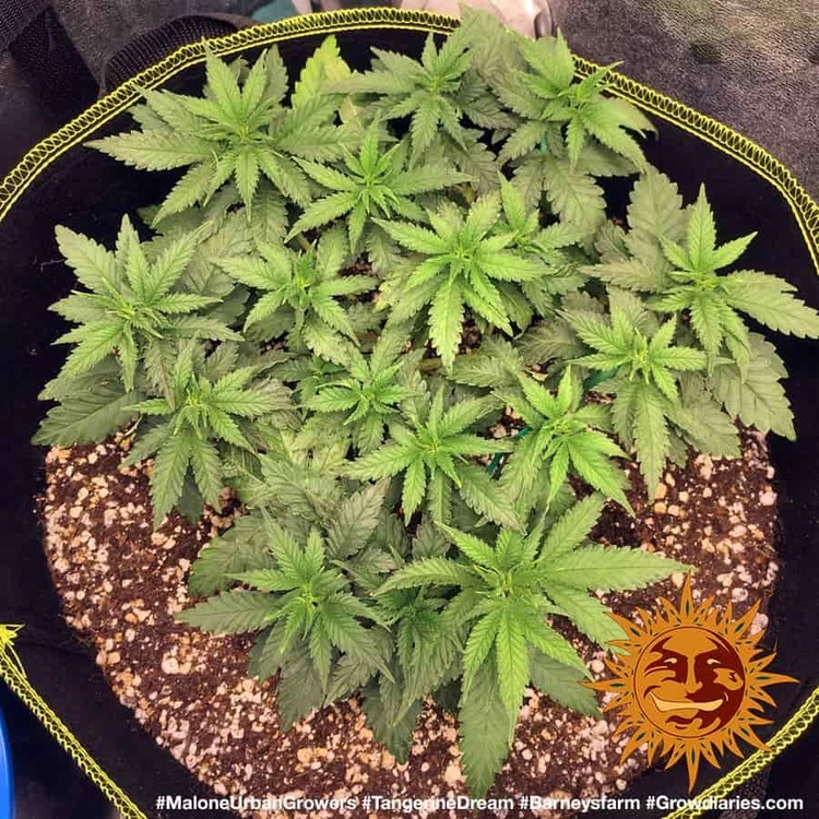 Barney's Farm - Tangerine Dream (fem.)