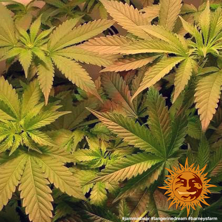 Barney's Farm - Tangerine Dream (fem.)