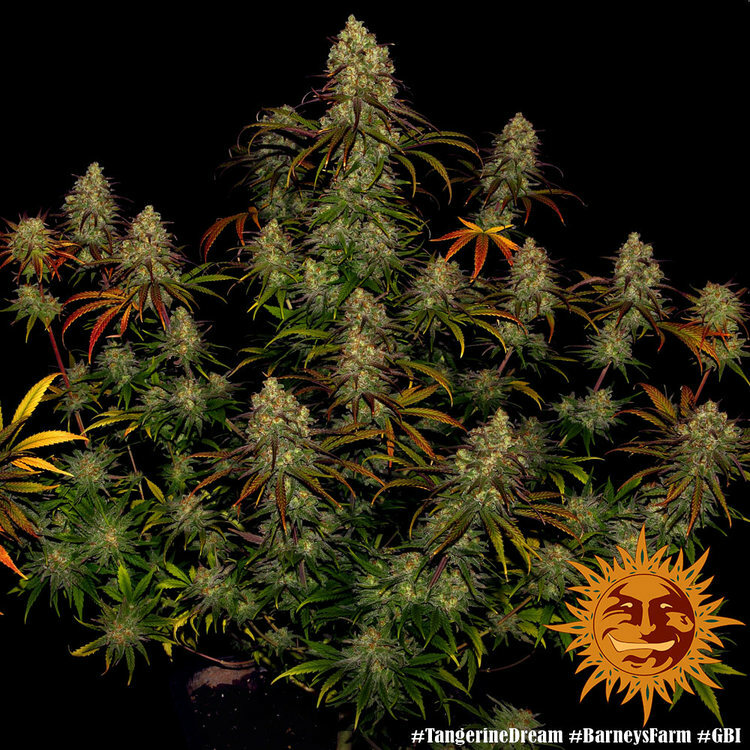 Barney's Farm - Tangerine Dream (fem.)