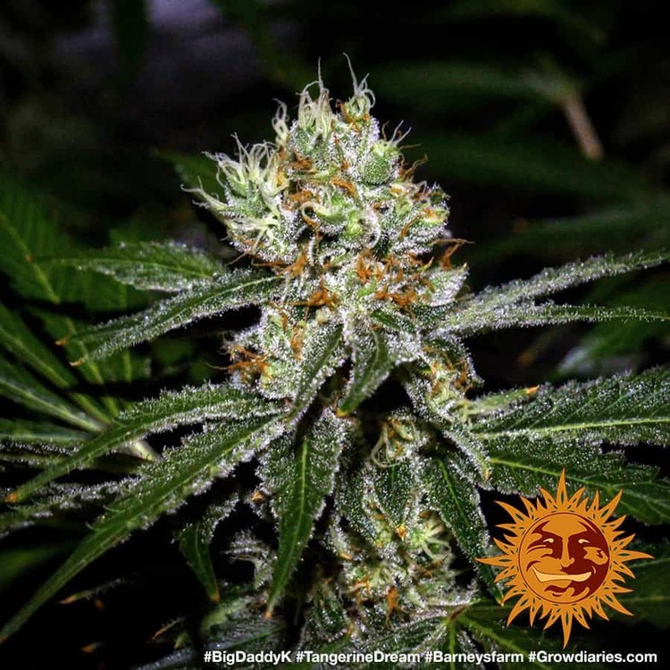 Barney's Farm - Tangerine Dream (fem.)