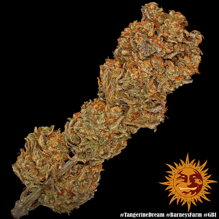 Barney's Farm - Tangerine Dream (fem.)