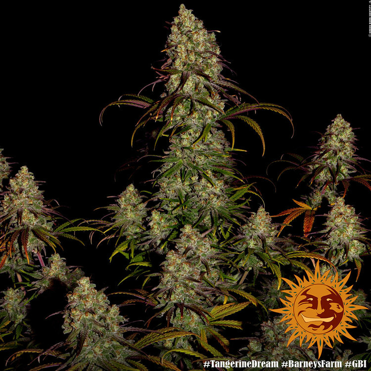 Barney's Farm - Tangerine Dream (fem.)