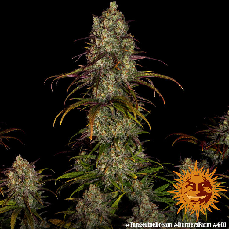 Barney's Farm - Tangerine Dream (fem.)