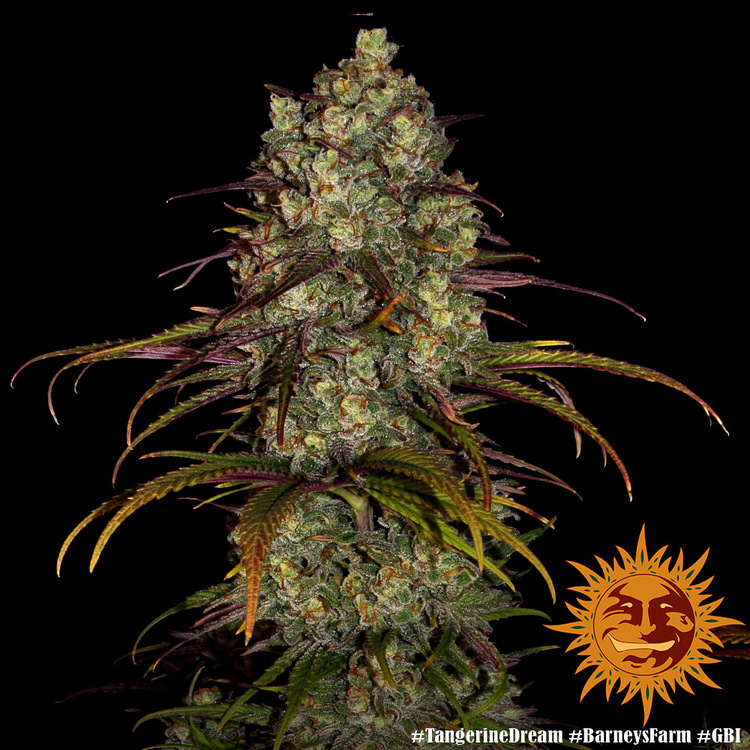 Barney's Farm - Tangerine Dream (fem.)