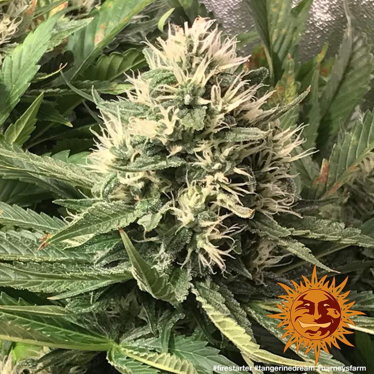 Barney's Farm - Tangerine Dream (fem.)