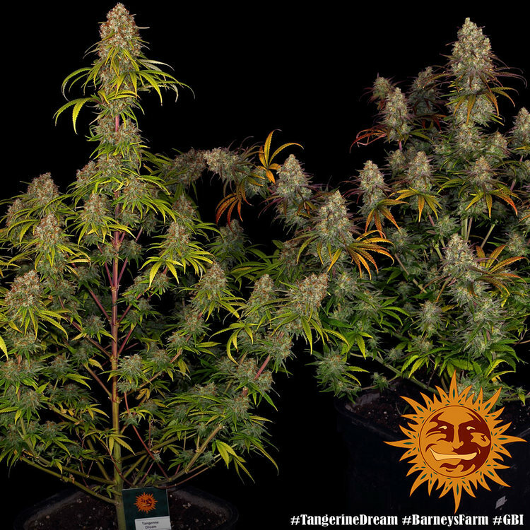 Barney's Farm - Tangerine Dream (fem.)