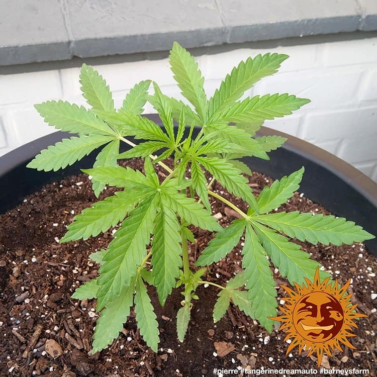 Barney's Farm - Tangerine Dream Auto (auto/fem.)