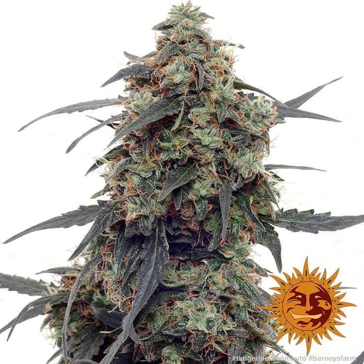 Barney's Farm - Tangerine Dream Auto (auto/fem.)