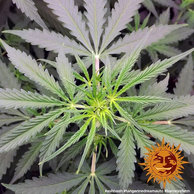 Barney's Farm - Tangerine Dream Auto (auto/fem.)