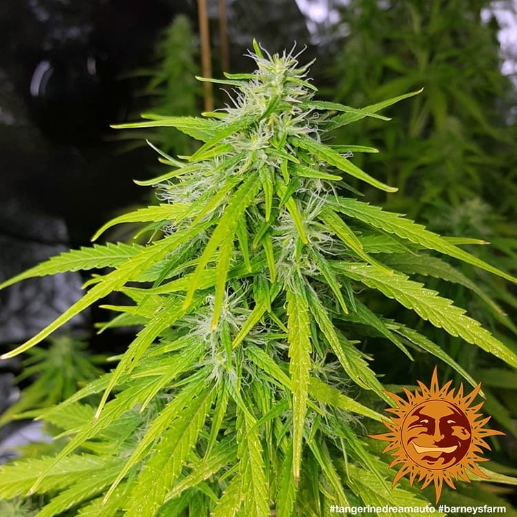 Barney's Farm - Tangerine Dream Auto (auto/fem.)