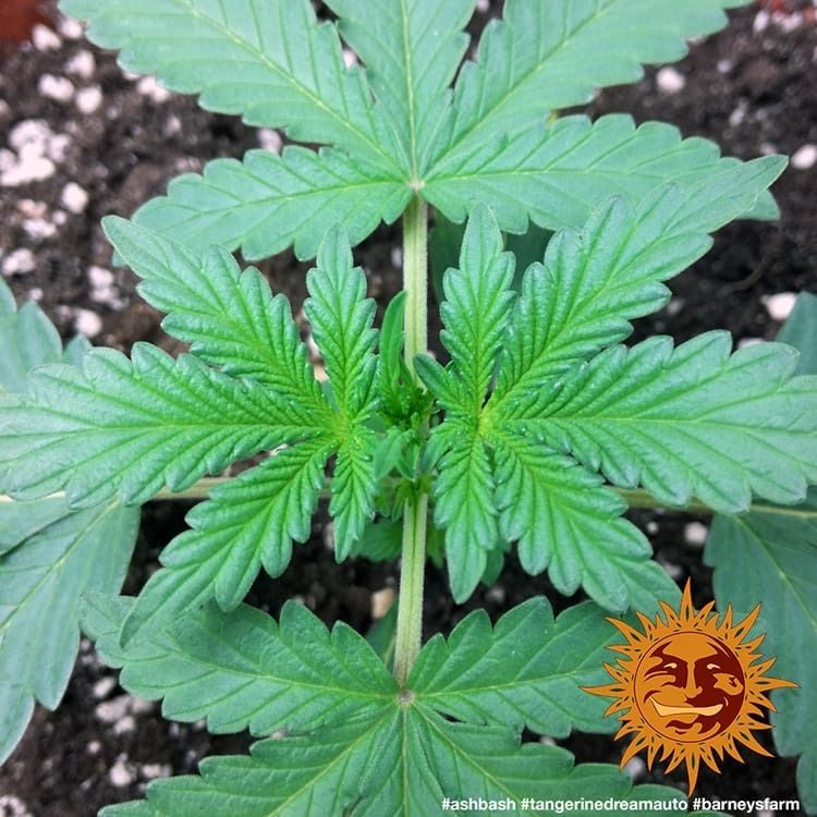 Barney's Farm - Tangerine Dream Auto (auto/fem.)
