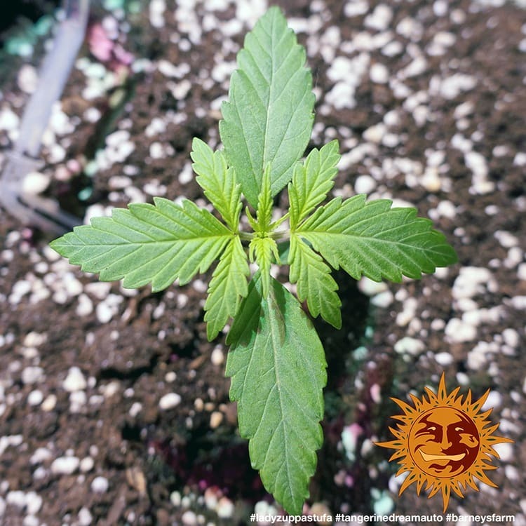 Barney's Farm - Tangerine Dream Auto (auto/fem.)