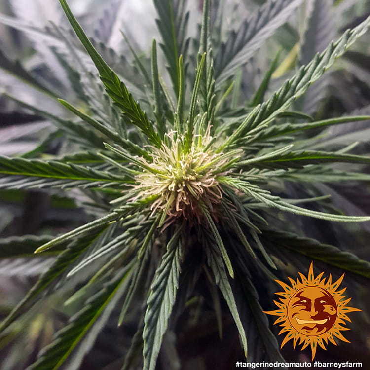 Barney's Farm - Tangerine Dream Auto (auto/fem.)